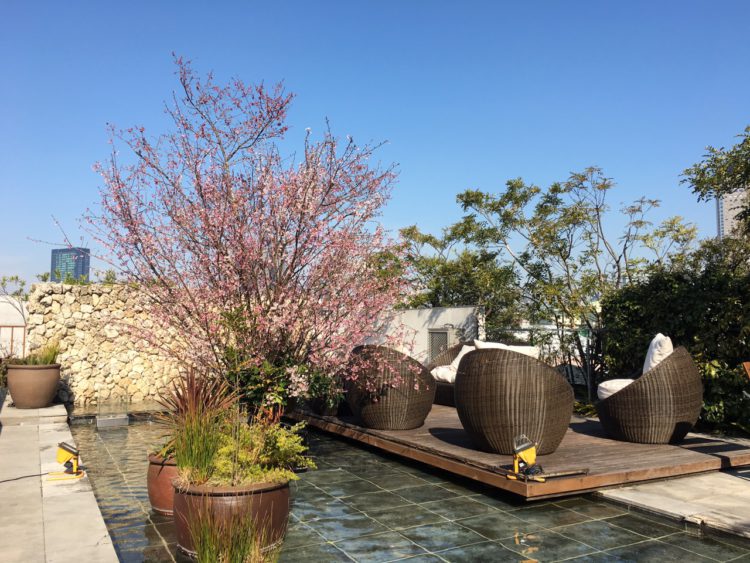 代官山で一足早いお花見を！“SAKURA”がテーマの お料理＆カクテルをXEX DAIKANYAMAにて3月10日提供開始 ...